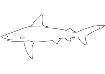 Акула чорнопера (carcharhinus limbatus)