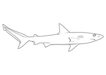 Акула галапагоська (carcharhinus galapagensis)