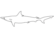 Акула молочна (rhizoprionodon acutus)