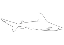 Акула пісочна (carcharhinus plumbeus)