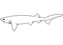 Акула шестизяброва (hexanchus griseus)