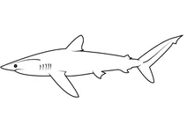 Акула шовкова (carcharhinus falciformis)