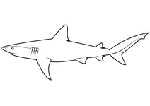 Акула смуглява (carcharhinus obscurus)