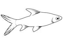 Акулій балу (balantiocheilos melanopterus)