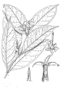 Alafia parciflora