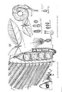 Albizia toona і pithecellobium lovellae