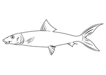 Альбула (albula vulpes)