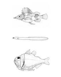 Alertichthys blacki (пігфіш), anguilla australis (короткоперий вугор), argyropelecus gigas (гігантська сокиркова рибка)