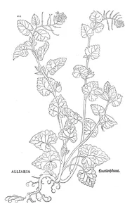 Алліарія