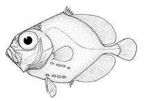 Allocyttus verrucosus (бородавчастий орео-риб)