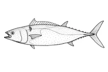 Allothunnus fallai (стрункий тунець)