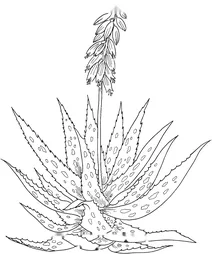 Aloe vera