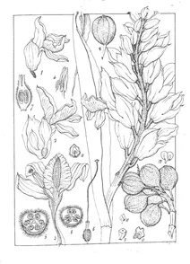 Alpinia nutans
