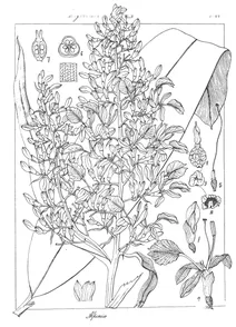 Alpinia rheedii