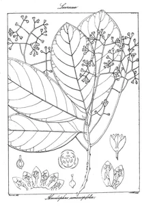 Alseodaphne semecarpifolia