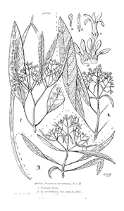 Alstonia constricta (нормальна форма) і alstonia constricta і alstonia constricta