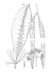 Alstonia somersetensis