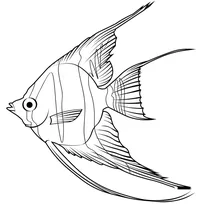 Альтум-скаляр (pterophyllum altum)