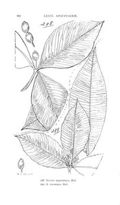 Alyxia magnifolia і alyxia ilicifolia