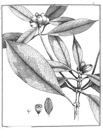 Amaioua guianensis, 1775