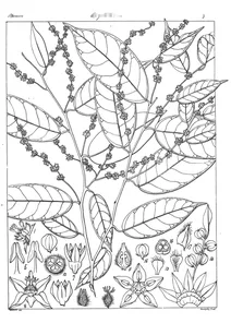 Amanaa indica