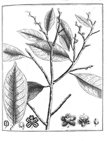 Amanoa guianensis, 1775