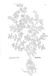 Амаракус