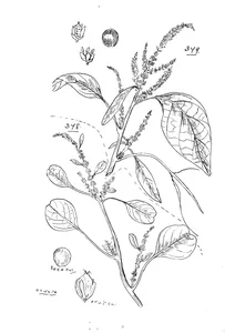 Amaranthus interruptus і amaranthus viridis