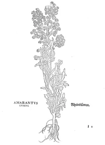 Амарантус лутеус