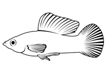 Амазонська моллі (poecilia formosa)
