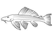 Амазонський сом-парусник (pterygoplichthys pardalis)