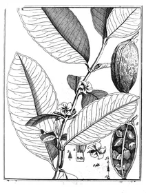 Ambelania acida, 1775