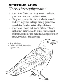 Американська ворона (corvus brachyrhynchos)