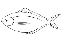 Американський батерфіш (peprilus triacanthus)
