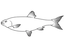Американський гіззард-шед (dorosoma cepedianum)