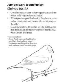 Американський щиголь (spinus tristis)