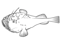 Американський вудильник (lophius americanus)