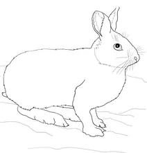 Американський заєць чи кролик