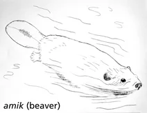 Amik (бобер)