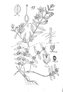 Ammania triflora і nesaea robertsii