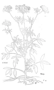 Аммі