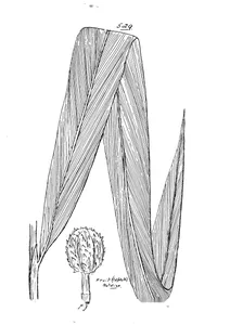 Amomum dallachyi