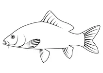 Амурський короп (cyprinus rubrofuscus)