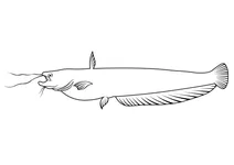 Амурський сом (silurus asotus)