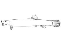 Амурський в’юн (misgurnus anguillicaudatus)