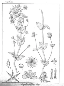 Anagallis latifolia
