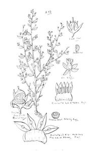 Anagallis pumila