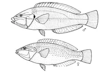 Anampses elegans (граціозний губан)