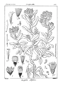 Anaphalis elliptica