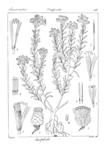 Anaphalis notonian